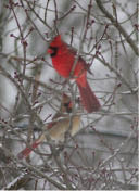 cardinal